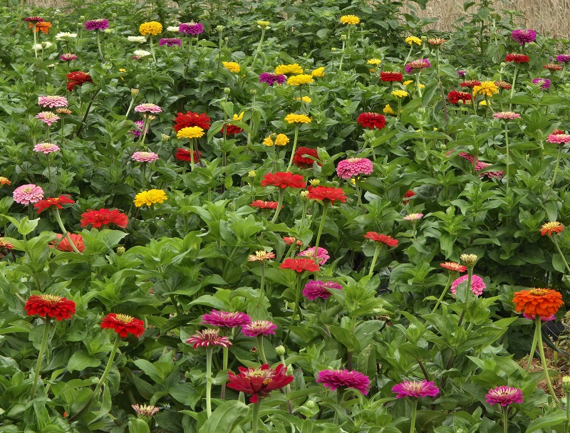 zinnia